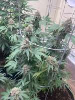 Paul N Chuck Seeds Kona Cookie 2.0 - foto de TheGreenGiant