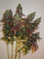 Pheno Finder Seeds Grapefruit Diesel - foto de Cultivator420