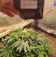 Pheno Finder Seeds Rainbow Cake - foto de samsonscannabis