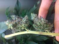 Pheno Finder Seeds Sunset - foto de LemiAten