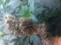 Pheno Finder Seeds Sunset - foto de LemiAten