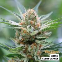 Philosopher Seeds Agent Orange - foto de SunClone