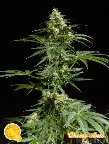 Philosopher Seeds Cheesy Auto