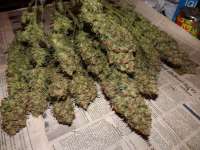 Philosopher Seeds Gokunk - foto de lesavoirestunearme7Z