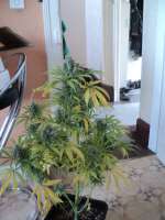 Philosopher Seeds K-13 - foto de Loveweed