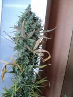 Philosopher Seeds K-13 - foto de Loveweed