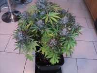 Philosopher Seeds SweetLove - foto de loveweed27