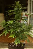 Philosopher Seeds White Yoda Auto - foto de hermantrage