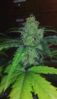 Phoenix Seeds White Widow Express - foto de RunWIthIt