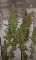 Plantamaster Seeds Sweet Tooth - foto de ironman