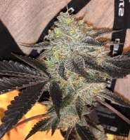 Prolific Coast Seeds Meow - foto de turboterps