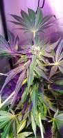 Purple City Genetics Papaya x THC Bomb - foto de Edu1024