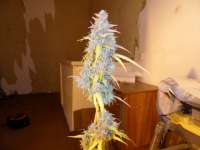 Imagen de admin (Auto Northern Lights)