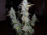 Imagen de admin (Auto Northern Lights)