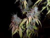 Imagen de admin (Auto Northern Lights)