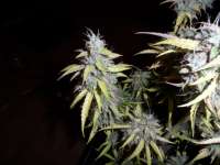 Imagen de admin (Auto Northern Lights)