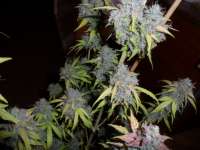 Imagen de admin (Auto Northern Lights)