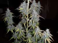 Imagen de admin (Auto Northern Lights)