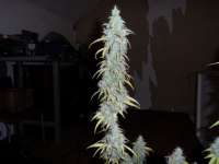 Imagen de admin (Auto Northern Lights)