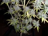 Imagen de admin (Auto Northern Lights)