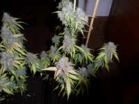 Pyramid Seeds Auto Northern Lights - foto de admin