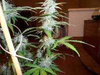 Imagen de pippypops (Auto Northern Lights)