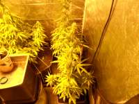 Imagen de pippypops (Auto Northern Lights)