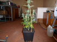 Imagen de pippypops (Auto Northern Lights)