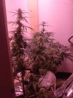 Pyramid Seeds Auto Super Hash - foto de Late70sheadrush