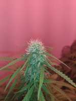 Pyramid Seeds Auto Super Hash - foto de Late70sheadrush