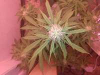 Pyramid Seeds Auto Super Hash - foto de Late70sheadrush