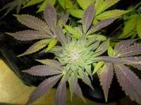 Pyramid Seeds White Widow - foto de WhiteyB