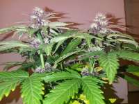 Quest Genetics Triple Purple Doja - foto de THCNW2