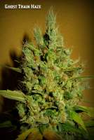 Imagen de Greenfinger (Ghost Train Haze Nr1)