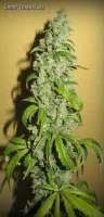 Imagen de Greenfinger (Ghost Train Haze Nr1)