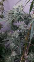 Rare Dankness Seeds Ghost Train Haze #1 - foto de Mmcma17