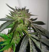 Imagen de LemiAten (Ghost Train Haze Nr1)