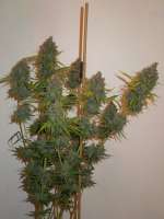 Rare Dankness Seeds Moonshine Haze x Ghost Train Haze #1 - foto de Cultivator420