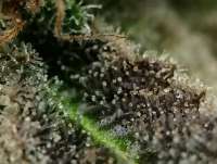 Imagen de RedBeeSeeds (Grape Gazoo)