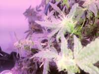 Reefermans Seeds Sour Diesel - foto de Pappasativa42