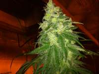 Imagen de BlissfieldKush (Kandy Kush)