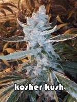 Reserva Privada Kosher Kush - foto de grinspoon