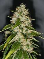 Imagen de Aragrow (Kosher Kush)