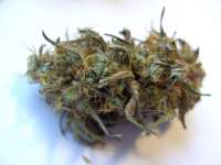 Imagen de mrnicex (Kosher Kush)