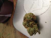 Imagen de admin (Kosher Kush)