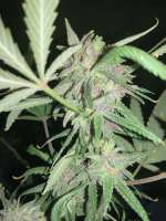 Reserva Privada Purple Wreck - foto de Budd420Junior