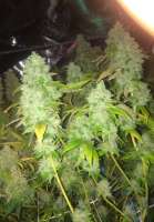 Imagen de LemiAten (Skywalker Kush)