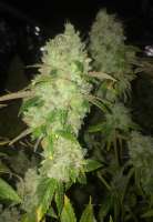 Imagen de LemiAten (Skywalker Kush)