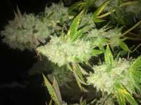 Imagen de LemiAten (Skywalker Kush)