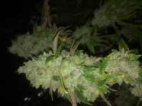 Imagen de LemiAten (Skywalker Kush)